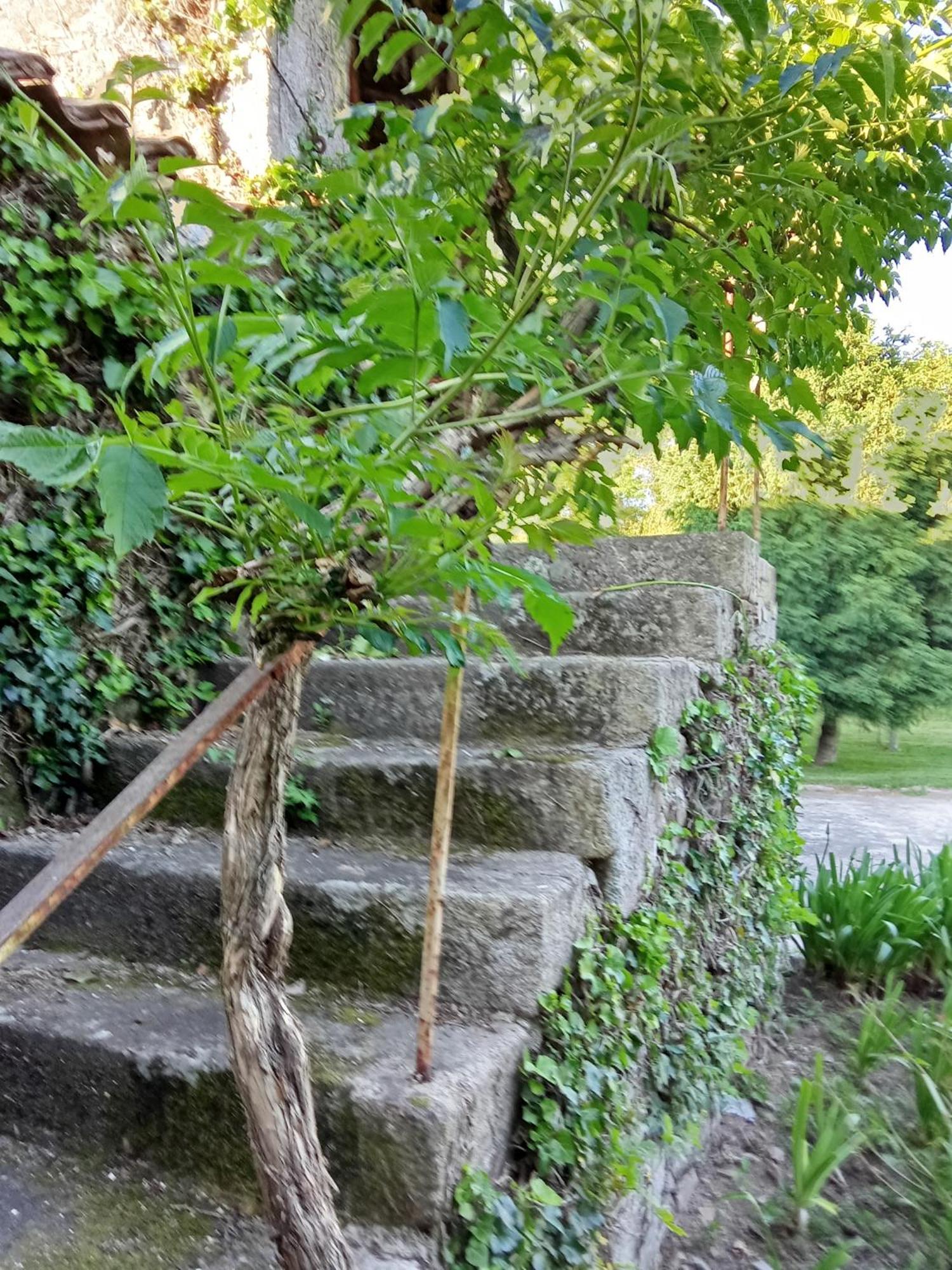 Quinta da Maínha Solar ALojamento local com piscina privada em Braga Exterior foto